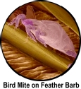 Magnified Bird Mite on Feather Barb