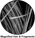 Magnified Human Hair & Fragments