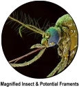 Magnified Insect & Potential Fragments